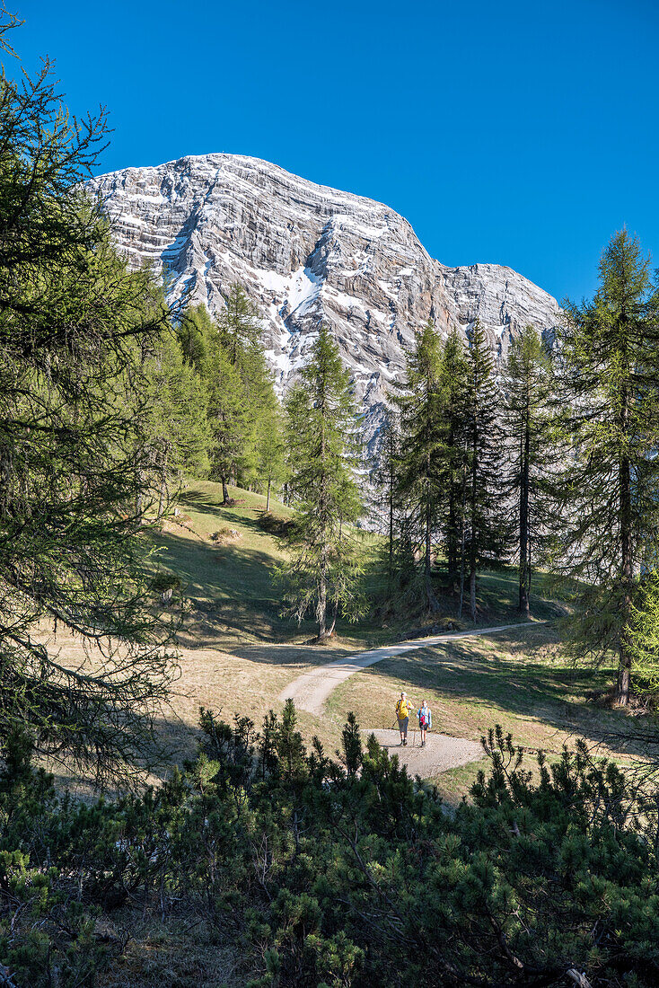 La Valle , Wengen, Alta Badia, Bolzano province, South Tyrol, Italy, Hikers traveling on the pastures of Pra de Rit