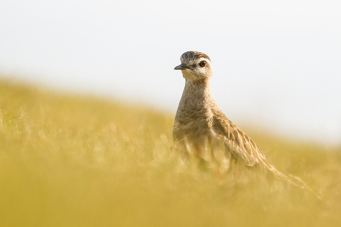 Trentino Alto Adige, Italy, Eurasian dotterel