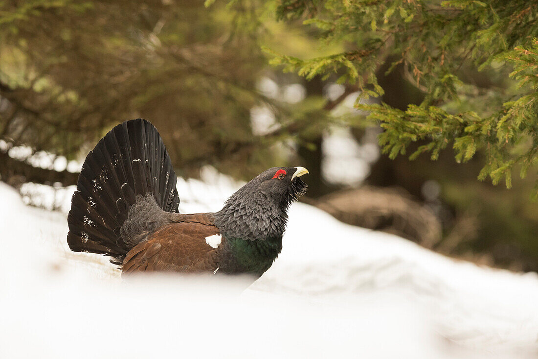 Trentino Alto Adige, Italy, Capercaillie