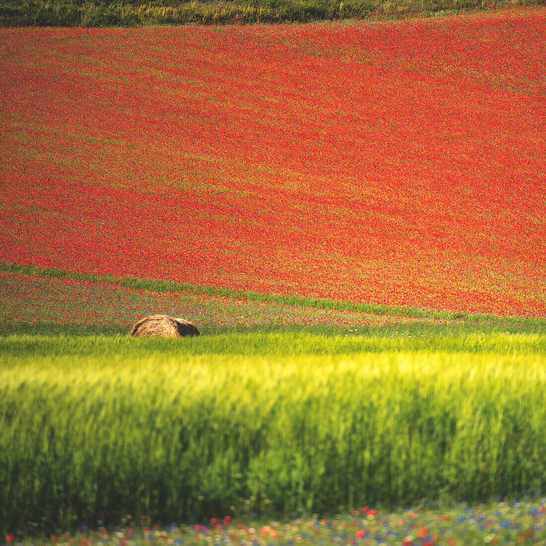 Detail in Castelluccio di Norcia, Perugia province, Umbria district, Italy, Europe