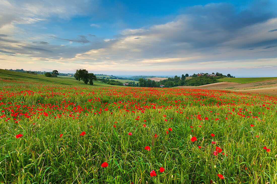 Monferrato Hügel, Provinz Alessandria, Piemont, Italien, Europa