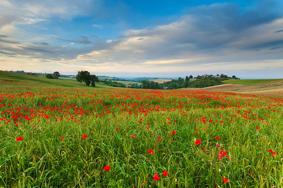 Monferrato hills, Alessandria province, Piedmont, Italy, Europe
