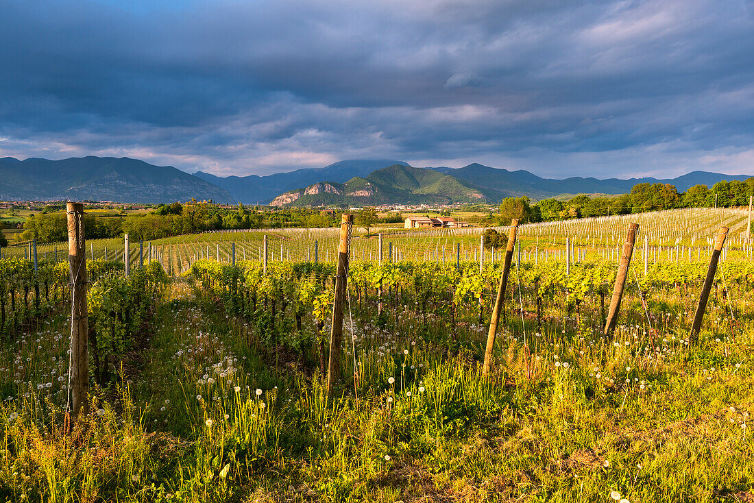 Vineyards in Franciacorta at sunset, Brescia province, Italy, Lombardy district, Europe