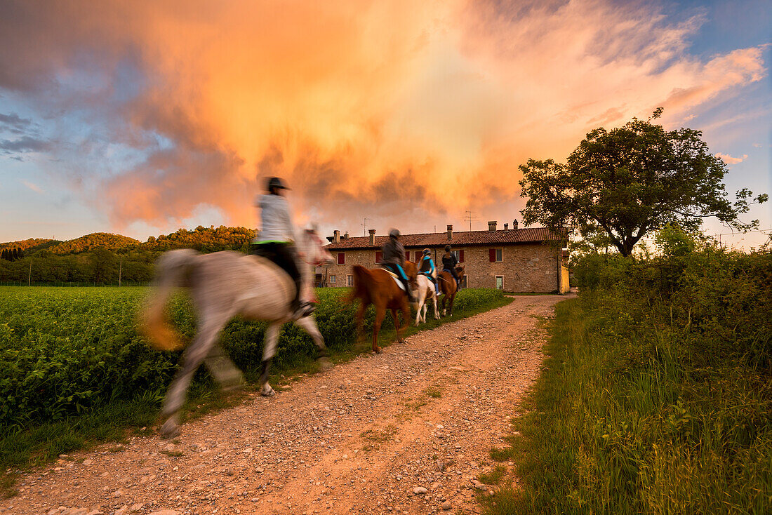Pferde bei Sonnenuntergang in Franciacorta, Provinz Brescia, Lombardei Bezirk, Italien, Europa