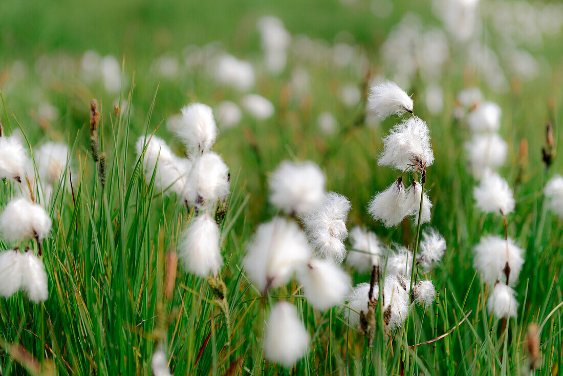 nordic cotton blowed by cold iceland wind in summer in iceland