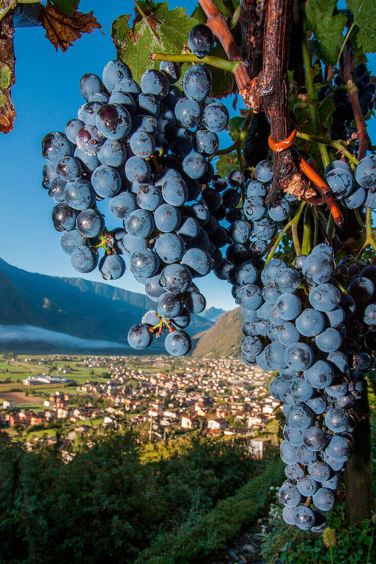 Valtellina, Trauben aus dem Dorf Ardenno, Lombardei, Italien
