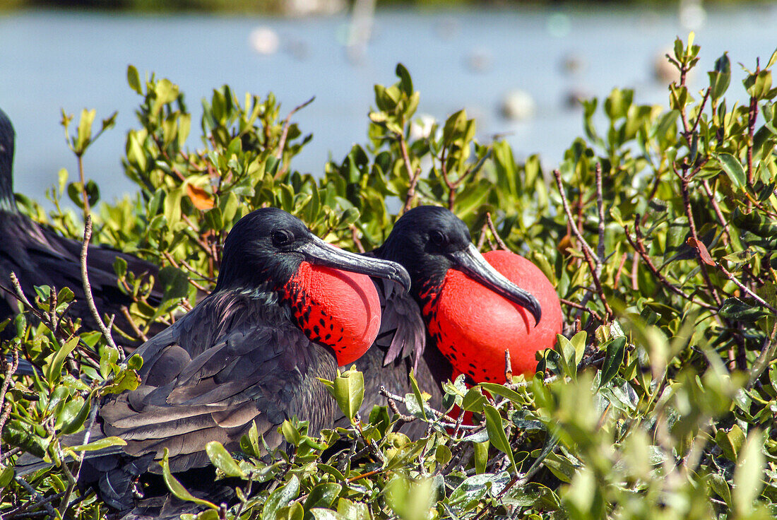 Nehmen Sie eine Bootsfahrt zum Fregatten-Vogelschutzgebiet in der Codrington-Lagune, die eine der größten Vogelschutzgebiete in der Karibik ist. Das Fregatten-Vogelschutzgebiet hat die größte Nistkolonie der Fregattenvögel in der Karibik - Antigua und Bar
