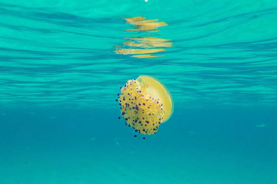 Eine gelbe Quallen unter den Wellen des türkisfarbenen Meeres La Marmorata Santa Teresa di Gallura Provinz Olbia Sardinien Italien Europa