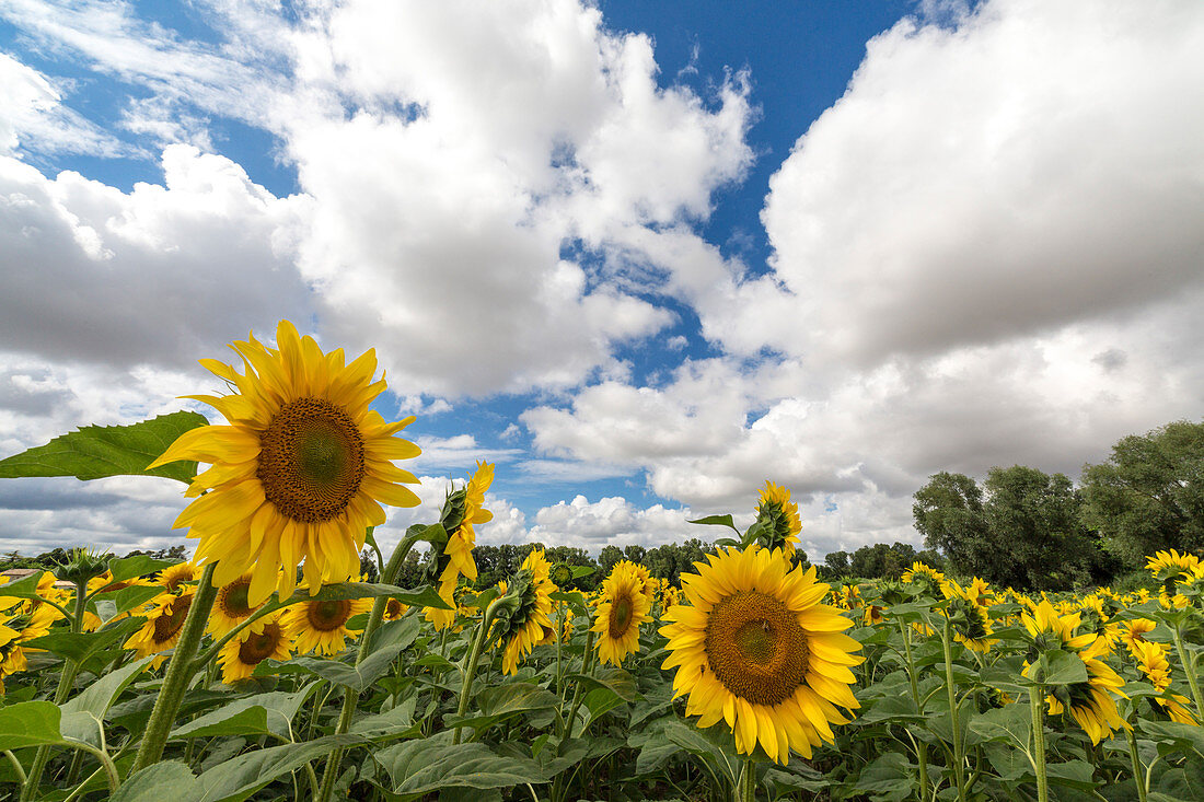 Sunflowers and clouds in the rural landscape of Senigallia province of Ancona Marche Italy Europe