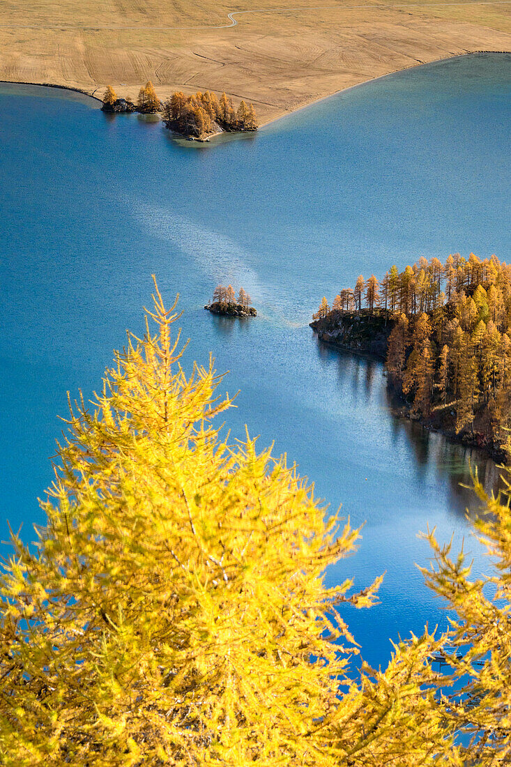 Die gelben Lärchen und Wälder bilden den See Sils im Herbst Plaun da Lej Oberengadin Kanton Graubünden Schweiz Europa