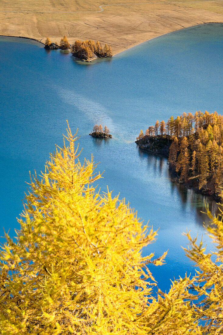 The yellow larches and woods frame Lake Sils in autumn Plaun da Lej Upper Engadine Canton of Graubunden Switzerland Europe