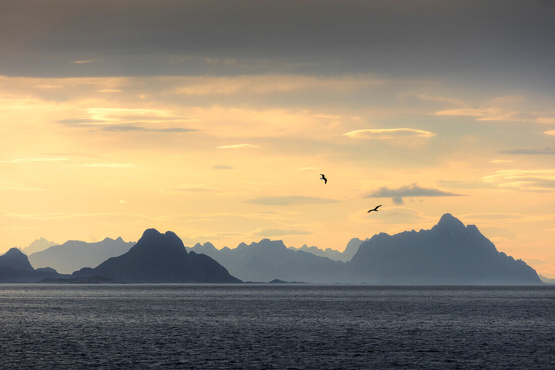 Birds fly in between sky illuminated by the midnight sun and clear sea Lofoten Islands Norway Europe