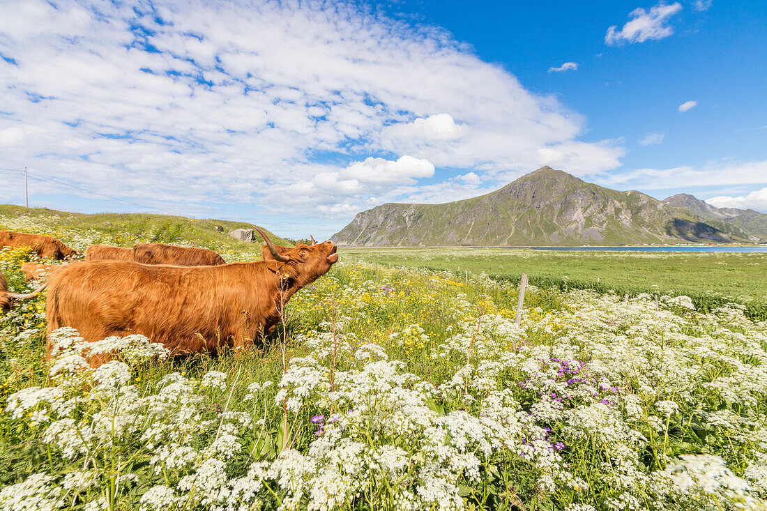 Cows grazing in fields of blooming flowers surrounded by blue sea Flakstad Lofoten Islands Norway Europe