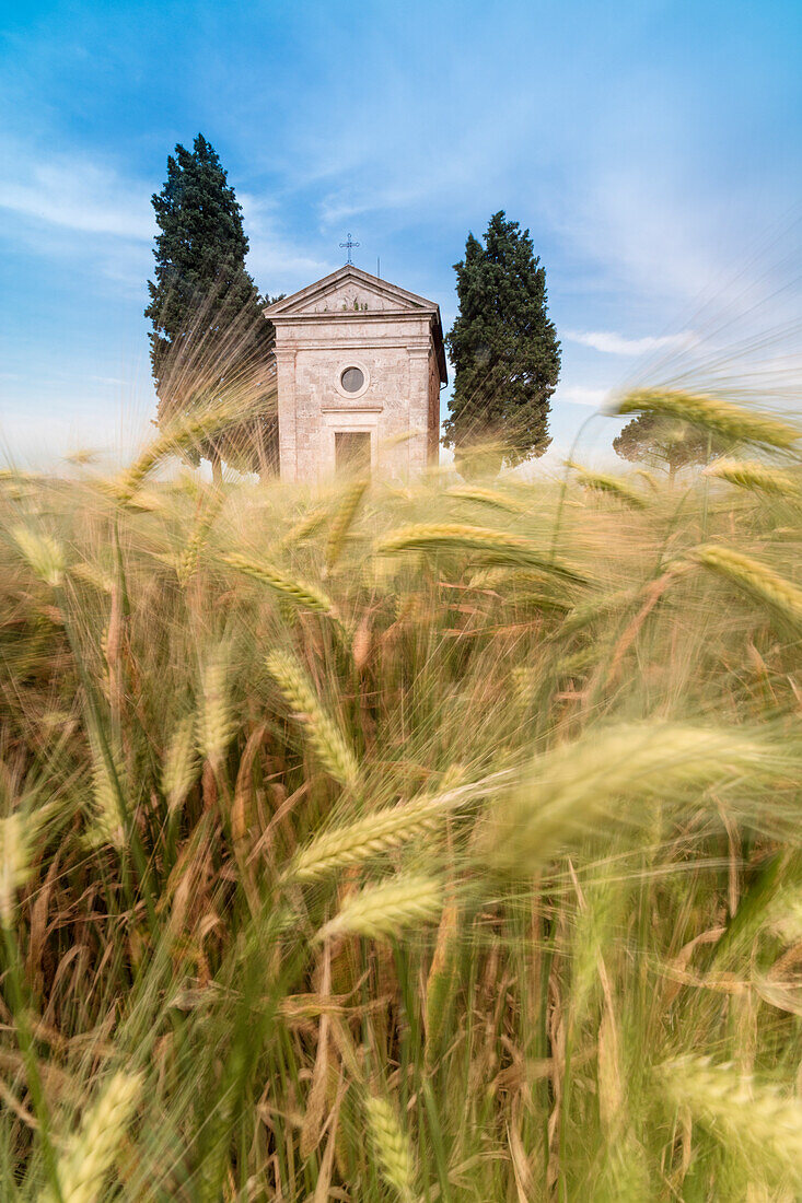 Felder von Ähren auf den sanften grünen Hügeln von Val d'Orcia Provinz Siena Toskana Italien Europa