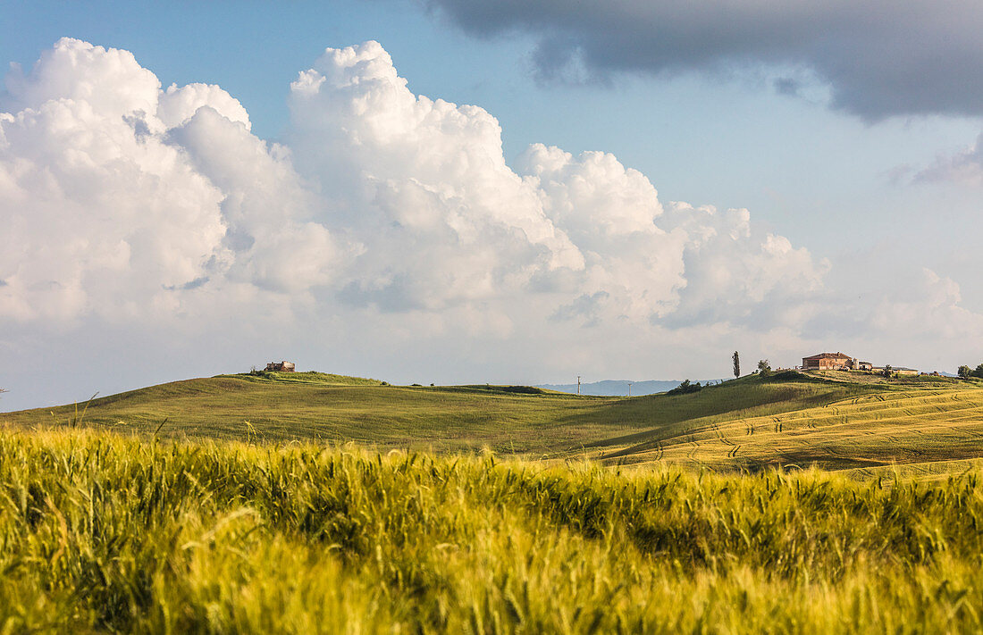 Ears of corn frame the green rolling hills and farm houses Crete Senesi , Senese Clays, province of Siena Tuscany Italy Europe