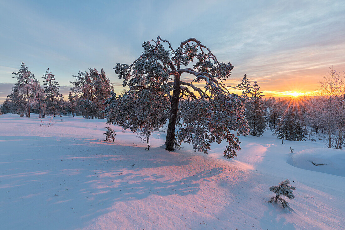 Die letzten Lichter des arktischen Sonnenuntergangs auf den verschneiten Wäldern Vennivaara Rovaniemi Lappland Region Finnland Europa