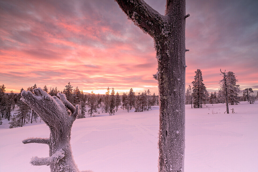 Das rosa Licht des arktischen Sonnenuntergangs beleuchtet die schneebedeckten Wälder Vennivaara Rovaniemi Lappland Region Finnland Europa