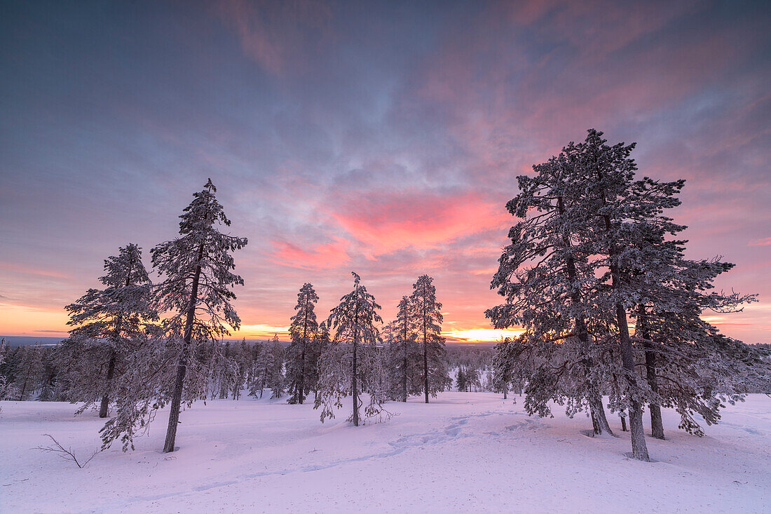 The pink light of the arctic sunset illuminates the snowy woods Vennivaara Rovaniemi Lapland region Finland Europe