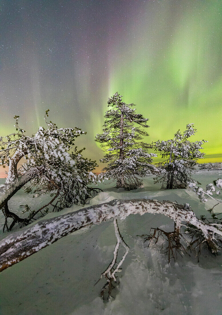 Nordlichter und Sternenhimmel auf der verschneiten Landschaft und den gefrorenen Bäumen Levi Sirkka Kittilä Lappland Region Finnland Europa