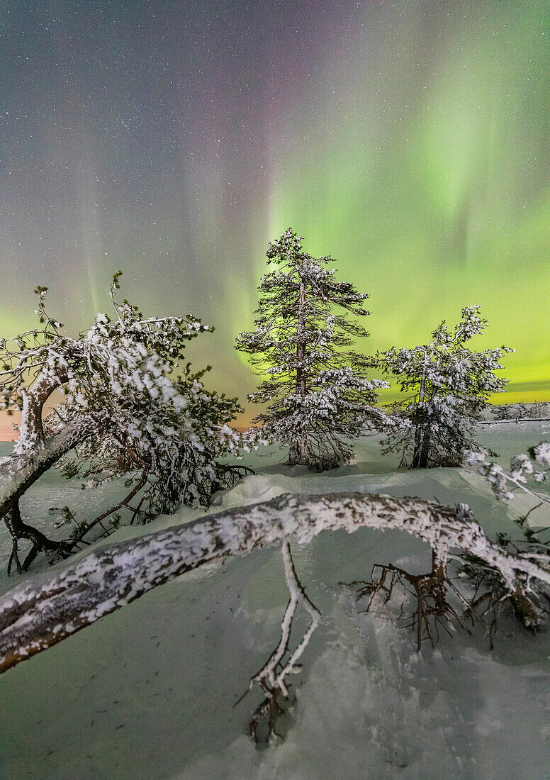 Northern lights and starry sky on the snowy landscape and the frozen trees Levi Sirkka Kittilä Lapland region Finland Europe