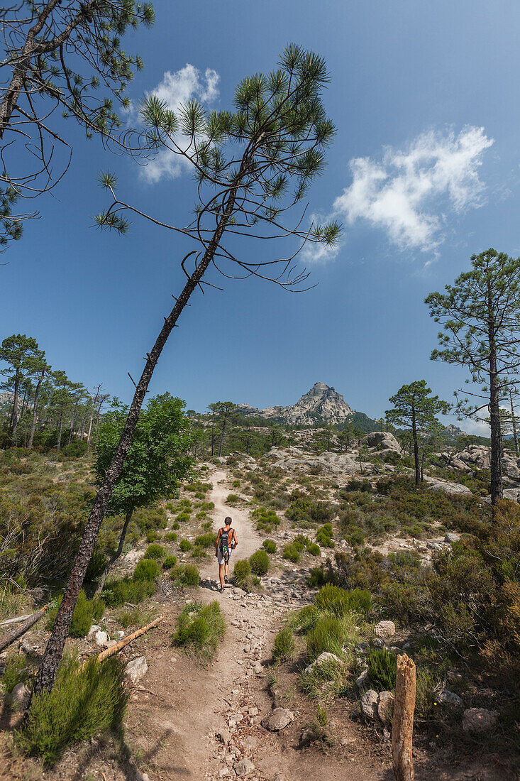 Hiker surrounded by woods in the Nature Park of the L'Ospedale mountain Piscia Di Gallo Zonza Southern Corsica France Europe