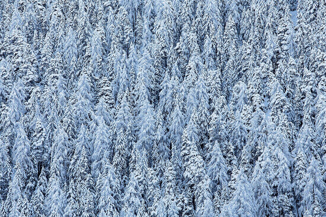 Bäume mit Schnee bedeckt, Engadin, Schweiz
