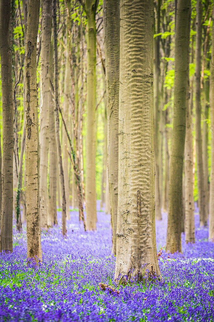 Bluebells in den Halle-Wald, Halle, Bruxelles, Flandres, Belgien