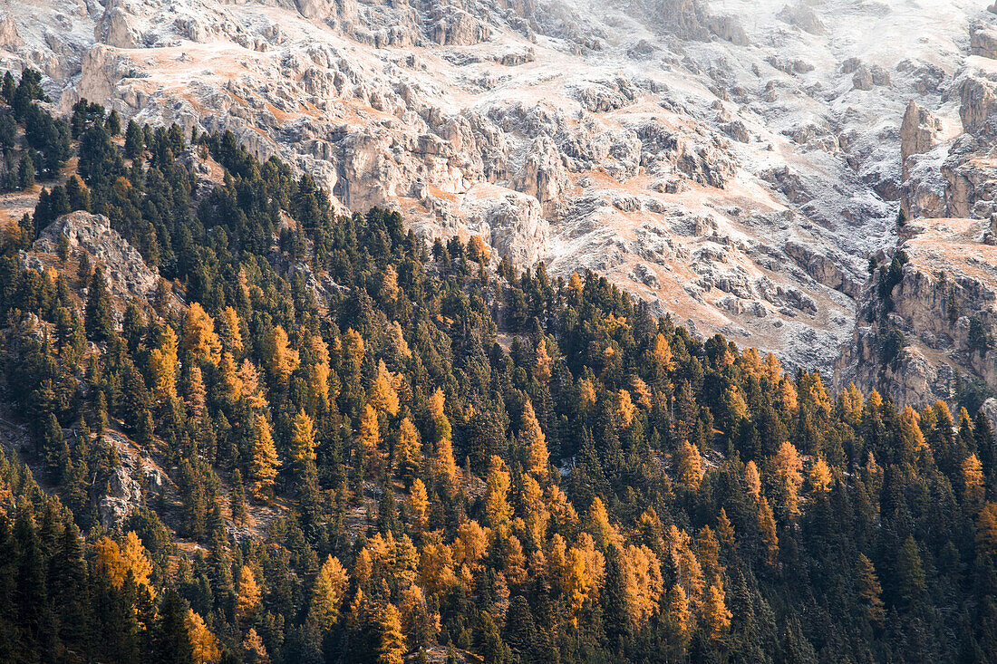 Bunte Bäume im Herbst, Puez Odle Naturpark, Südtirol, Italien