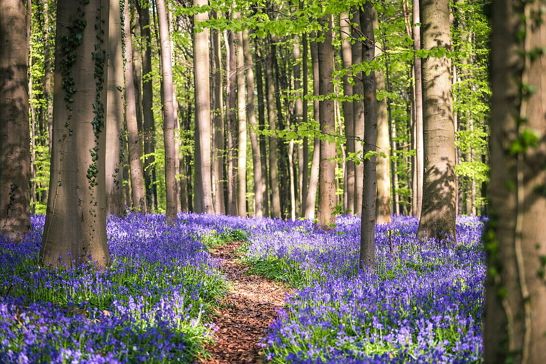 Bluebells into the Halle Forest, Halle, Bruxelles, Flandres, Belgium