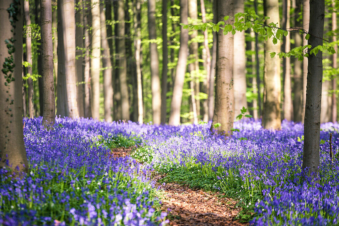 Bluebells in den Halle-Wald, Halle, Bruxelles, Flandres, Belgien