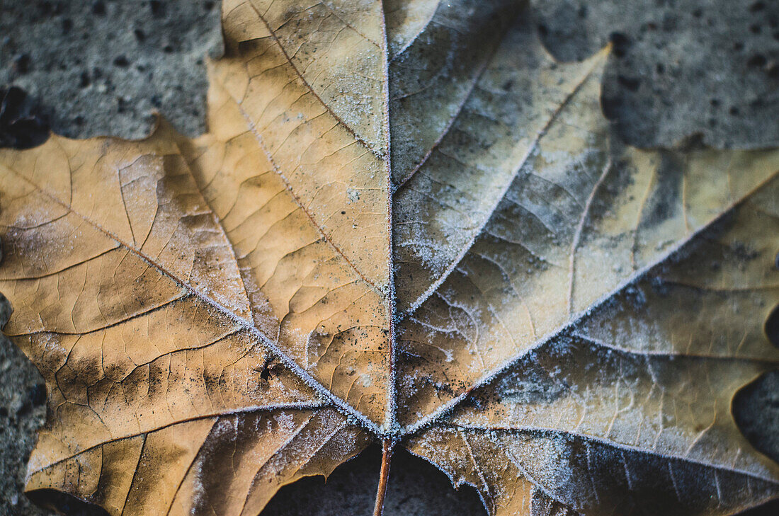 Close-up of Frosty Leaf