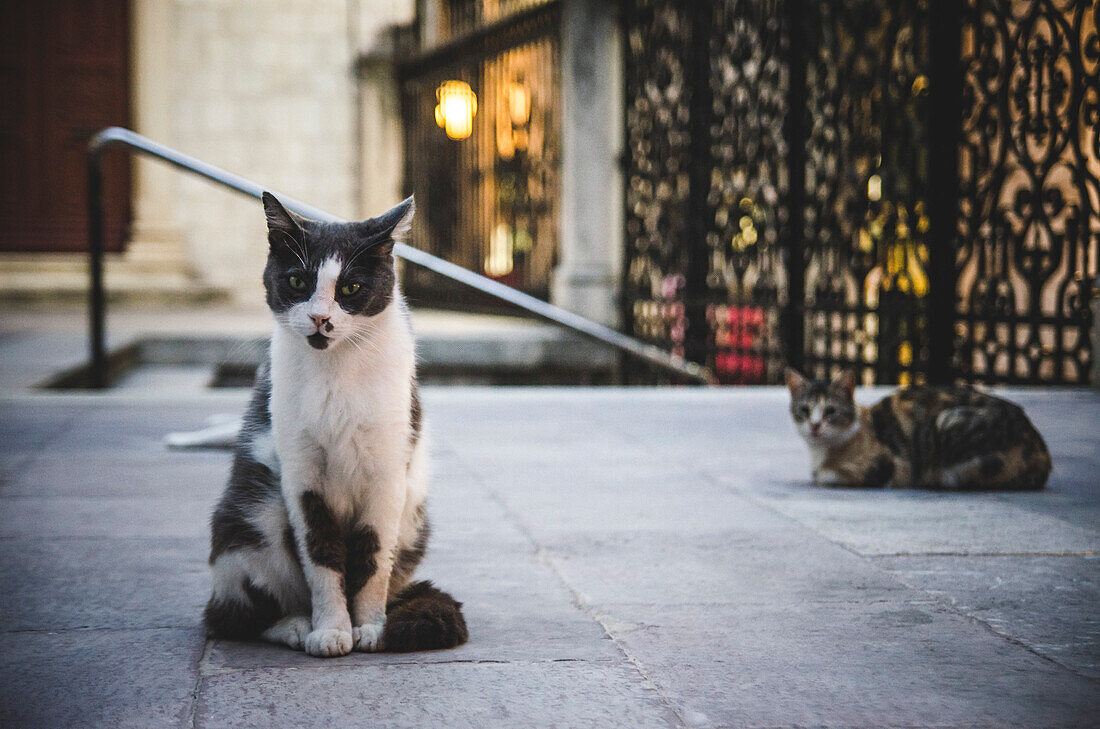 Streunende Katzen in der Dämmerung, Dubrovnik, Kroatien