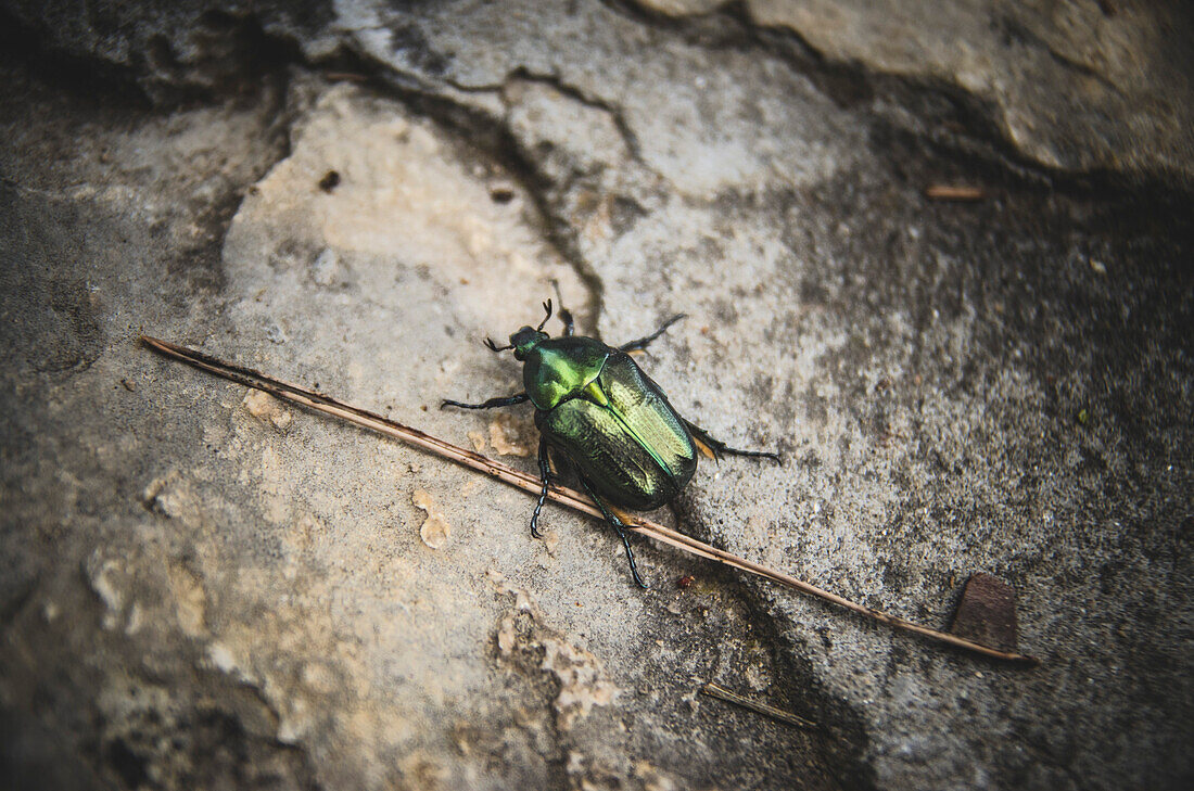 Metallic Beetle, Krka Nationalpark, Sibenik, Kroatien