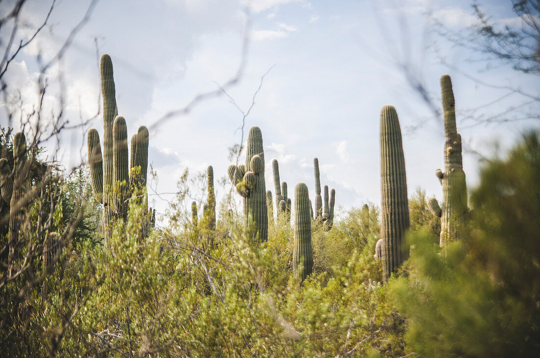Saguaro Cacti, Desert Botanical Garden, Phoenix, Arizona, USA