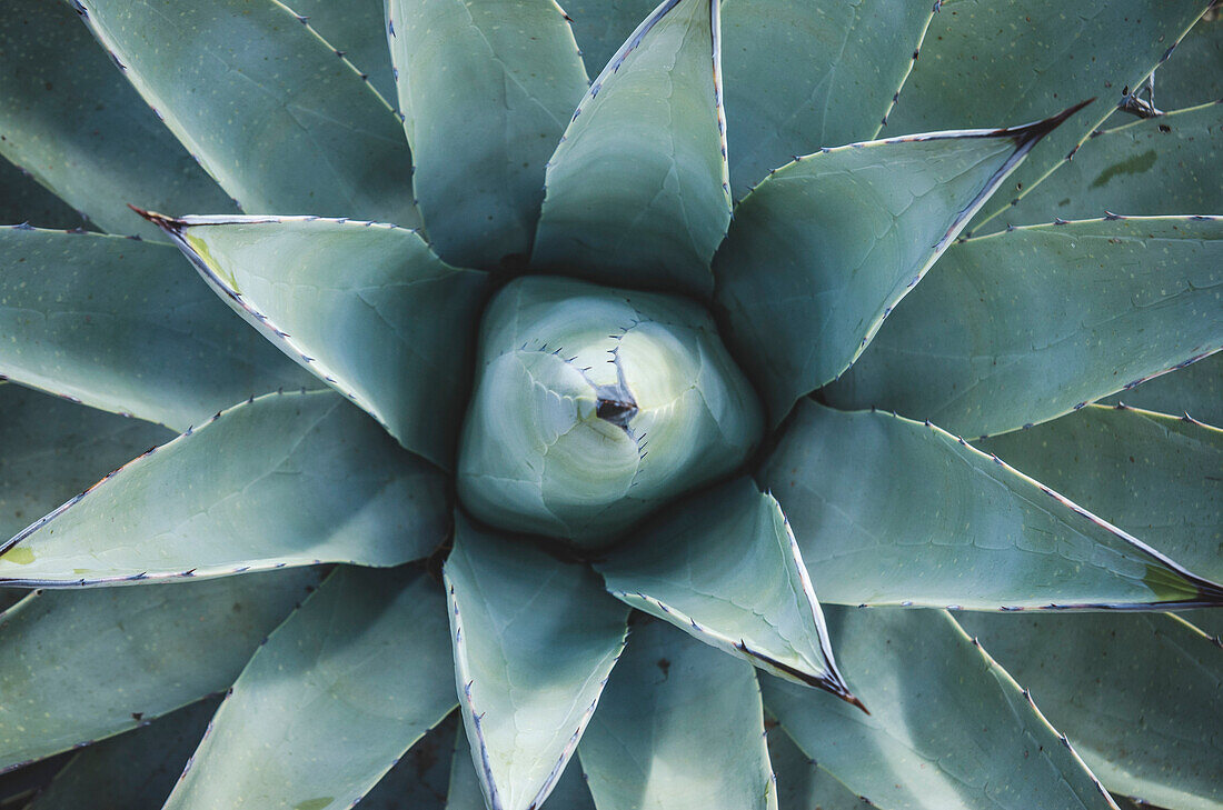 Close-up of Agave Plant