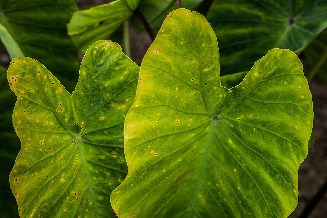 Große grüne Blätter