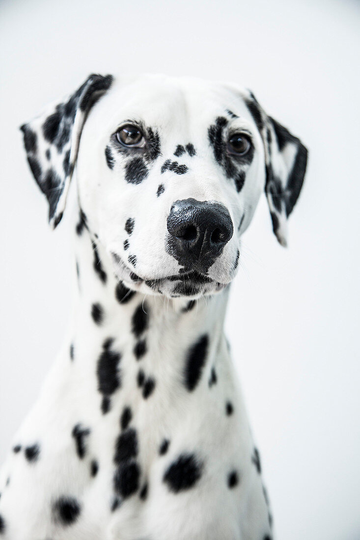 Portrait of Dalmatian Dog