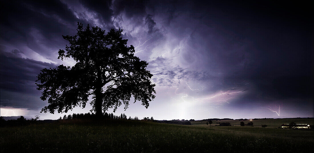 Oaktree on a hill during thunderstorm, Muensing, Upper Bavaria, Germany
