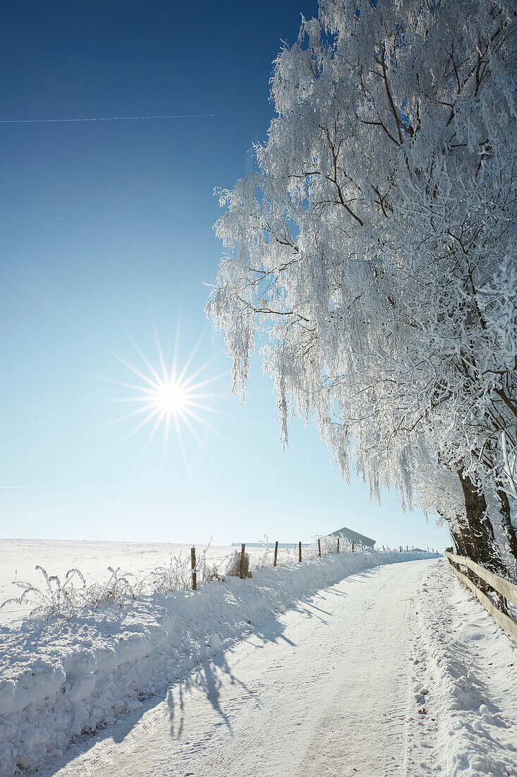 Schneebedeckte Strasse, Wintermorgen, Bäume , Münsing, Oberbayern, Bayern, Deutschland