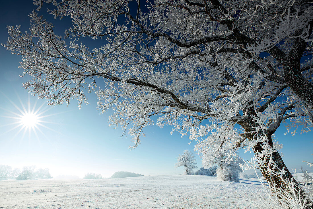 Winter morning with snow covered trees, Muensing, Upper Bavaria, Bavaria, Germany