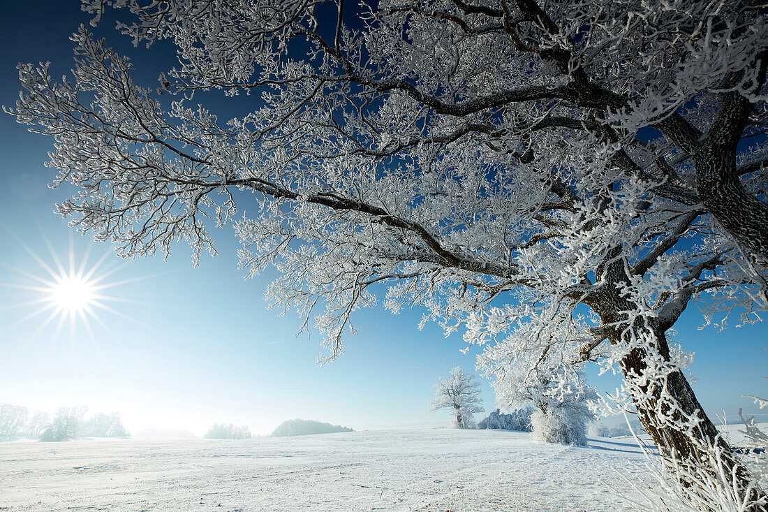 Wintermorgen mit schneebedeckten Bäumen, Münsing, Oberbayern, Bayern, Deutschland