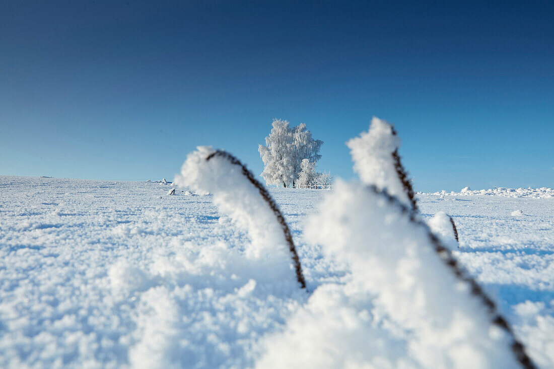 Wintermorgen mit schneebedeckten Bäume, Münsing, Oberbayern, Bayern, Deutschland