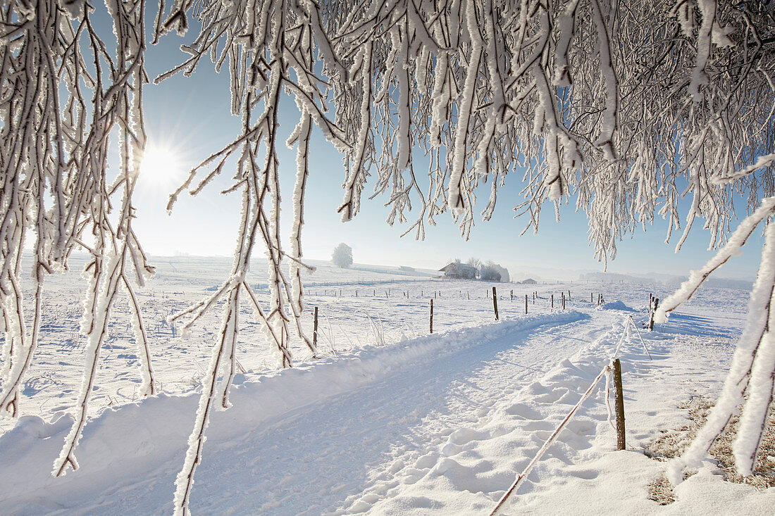 Schneebedeckte Strasse, Wintermorgen mit schneebedeckten Bäume, Münsing, Oberbayern, Bayern, Deutschland