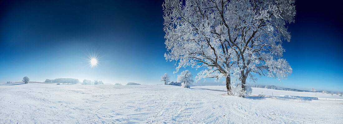 Wintermorgen, Winterlandschaft mit Bäume, Münsing, Oberbayern, Bayern, Deutschland