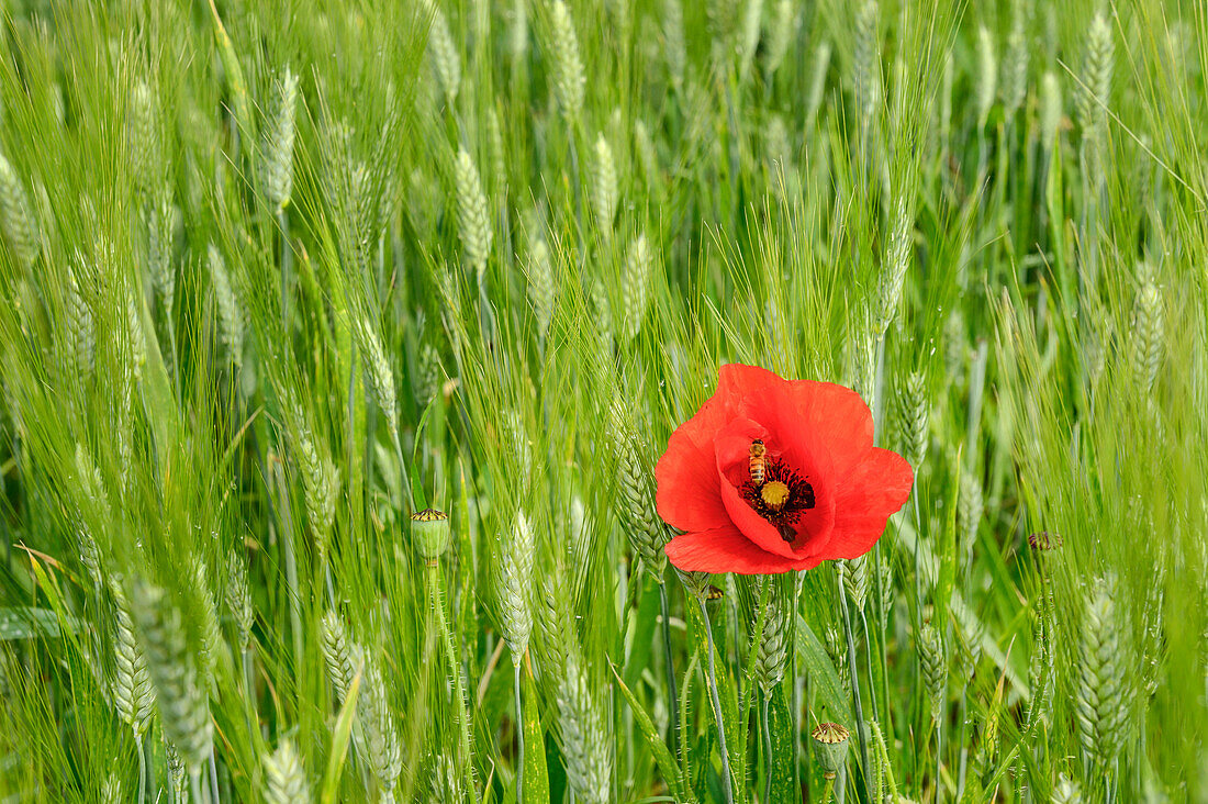 Einzelne Mohnblüte im Getreidefeld, Oberbayern, Bayern, Deutschland