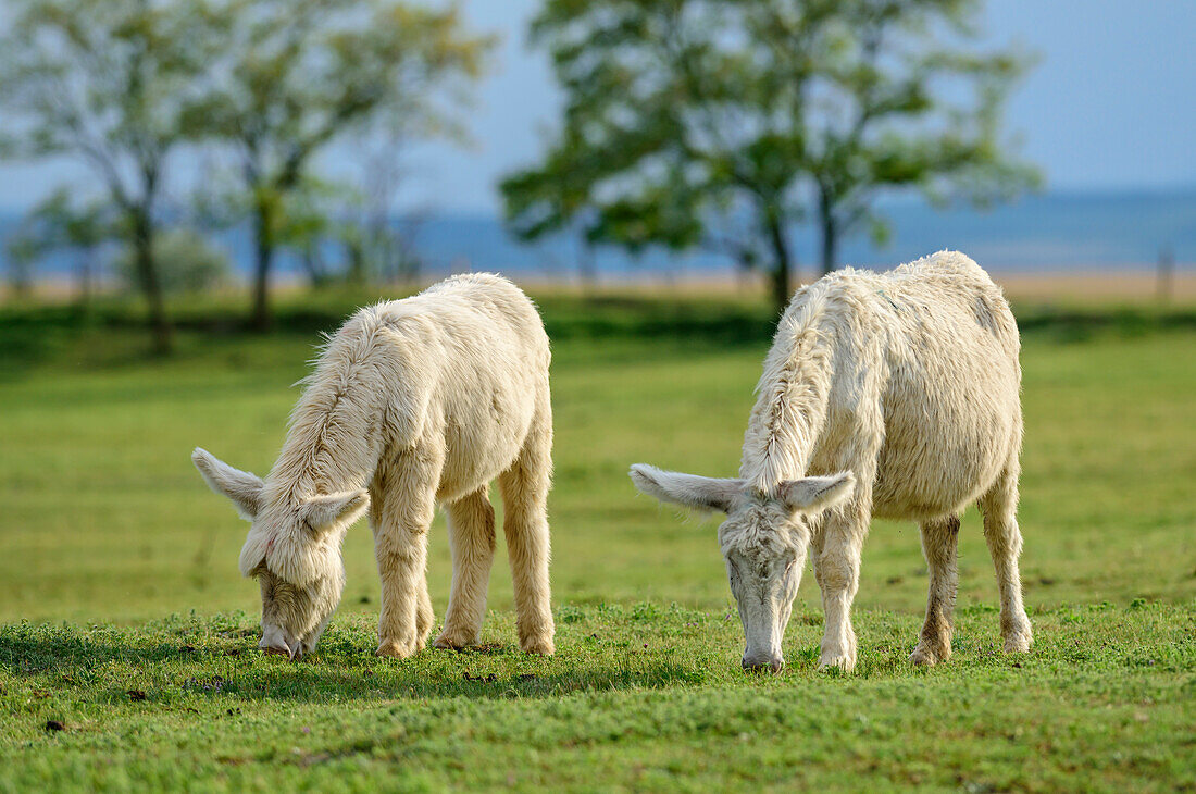 White donkeys, lake Neusiedl, National Park lake Neusiedl, UNESCO World Heritage Site Fertö / Neusiedlersee Cultural Landscape, Burgenland, Austria