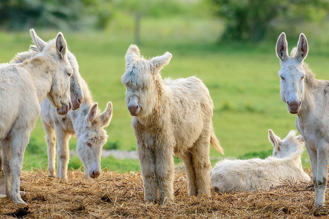 White donkeys, lake Neusiedl, National Park lake Neusiedl, UNESCO World Heritage Site Fertö / Neusiedlersee Cultural Landscape, Burgenland, Austria