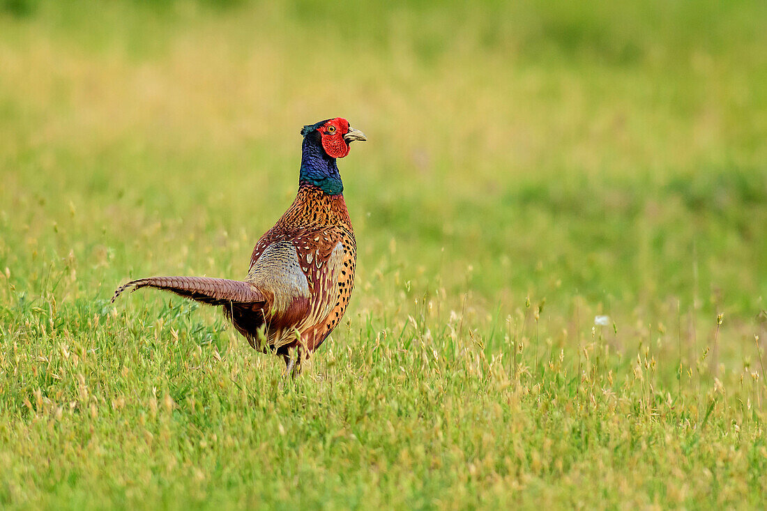 Common pheasant, Phasianus colchicus, lake Neusiedl, National Park lake Neusiedl, UNESCO World Heritage Site Fertö / Neusiedlersee Cultural Landscape, Burgenland, Austria