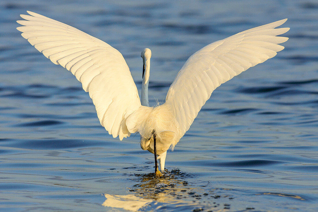 Little egret standing in lake, Egretta garzetta, lake Neusiedl, National Park lake Neusiedl, UNESCO World Heritage Site Fertö / Neusiedlersee Cultural Landscape, Burgenland, Austria