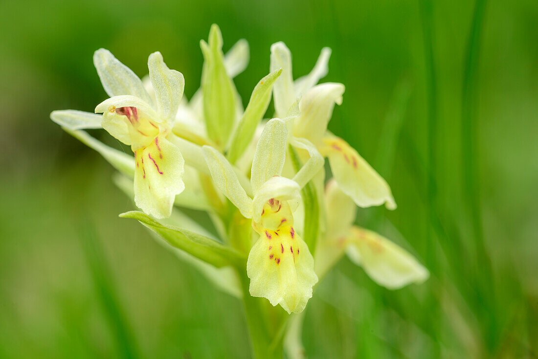 Elder-flowered Orchid, Dactylorhiza sambucina, National Park High Tauern, Carinthia, Austria